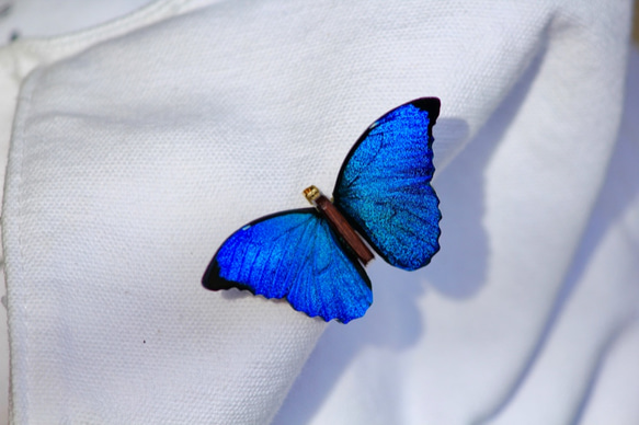 木製蝶々ブローチ　メネラウスモルフォ（飛翔） 4枚目の画像