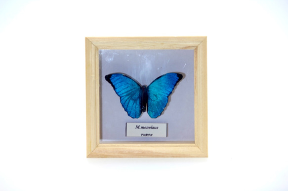 木製蝶々ブローチ　メネラウスモルフォ（飛翔） 6枚目の画像