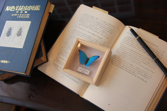 木製蝶々ブローチ　メネラウスモルフォ（飛翔） 3枚目の画像