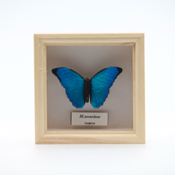 木製蝶々ブローチ　メネラウスモルフォ（飛翔） 7枚目の画像