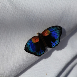 木製蝶々ブローチ　フルニエラミイロタテハ 2枚目の画像