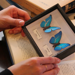 木製蝶々ブローチ二匹セット　キプリスモルフォ・ヘレナモルフォ　展翅バージョン 1枚目の画像