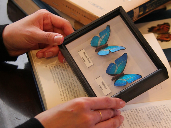 木製蝶々ブローチ二匹セット　キプリスモルフォ・ヘレナモルフォ　展翅バージョン 1枚目の画像
