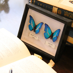 木製蝶々ブローチ二匹セット　キプリスモルフォ・ヘレナモルフォ　展翅バージョン 2枚目の画像