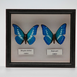 木製蝶々ブローチ二匹セット　キプリスモルフォ・ヘレナモルフォ　展翅バージョン 3枚目の画像