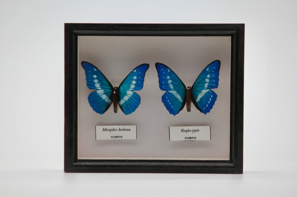 木製蝶々ブローチ二匹セット　キプリスモルフォ・ヘレナモルフォ　展翅バージョン 3枚目の画像