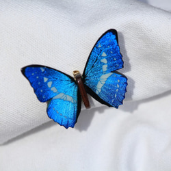 木製蝶々ブローチ二匹セット　キプリスモルフォ・ヘレナモルフォ　展翅バージョン 5枚目の画像