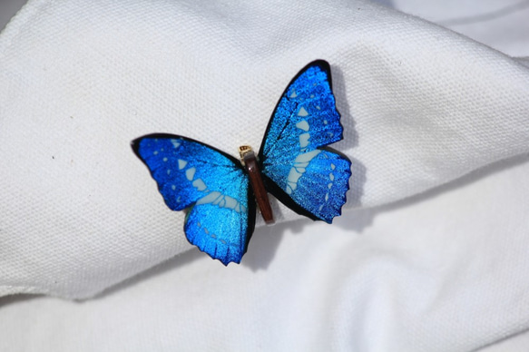 木製蝶々ブローチ二匹セット　キプリスモルフォ・ヘレナモルフォ　展翅バージョン 5枚目の画像