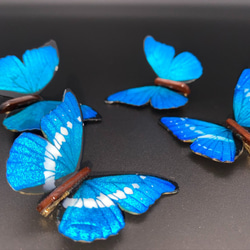 木製蝶々ブローチ二匹セット　キプリスモルフォ・ヘレナモルフォ　展翅バージョン 6枚目の画像