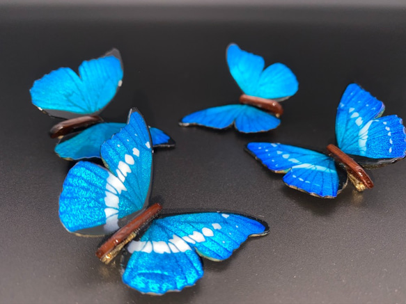 木製蝶々ブローチ二匹セット　キプリスモルフォ・ヘレナモルフォ　展翅バージョン 6枚目の画像