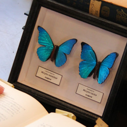 木製蝶々ブローチ二匹セット　メネラウスモルフォ・カキカモルフォ　展翅バージョン 3枚目の画像