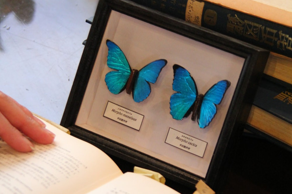 木製蝶々ブローチ二匹セット　メネラウスモルフォ・カキカモルフォ　展翅バージョン 3枚目の画像