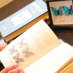 木製蝶々ブローチ二匹セット　メネラウスモルフォ・カキカモルフォ　展翅バージョン 4枚目の画像