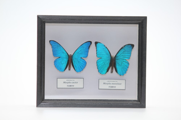 木製蝶々ブローチ二匹セット　メネラウスモルフォ・カキカモルフォ　展翅バージョン 5枚目の画像