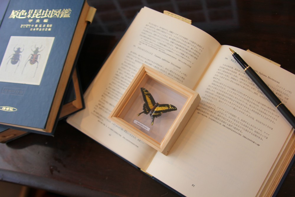 木製蝶々ブローチ　タスキアゲハ飛翔