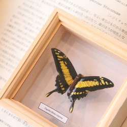 木製蝶々ブローチ　タスキアゲハ飛翔 2枚目の画像