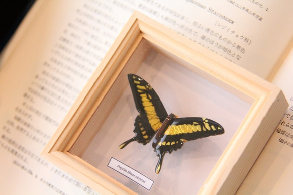 木製蝶々ブローチ　タスキアゲハ飛翔 2枚目の画像
