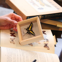 木製蝶々ブローチ　タスキアゲハ飛翔 3枚目の画像