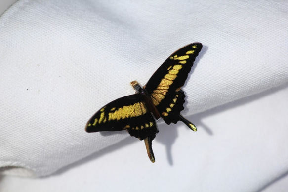木製蝶々ブローチ　タスキアゲハ飛翔 4枚目の画像