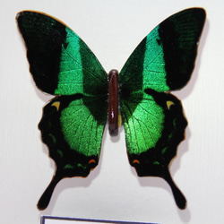 木製蝶々標本ブローチ「ブッダオビクジャクアゲハ/papillio buddha」 2枚目の画像