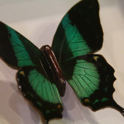 木製蝶々標本ブローチ「ブッダオビクジャクアゲハ/papillio buddha」 9枚目の画像