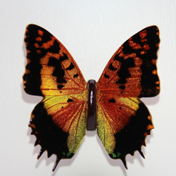 木製蝶々標本ブローチ「ウラギンオオフタオチョウ/charaxes andranodorus 」 3枚目の画像