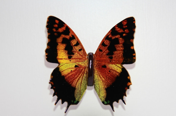 木製蝶々標本ブローチ「ウラギンオオフタオチョウ/charaxes andranodorus 」 3枚目の画像