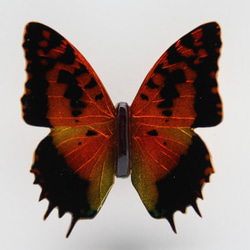 木製蝶々標本ブローチ「ウラギンオオフタオチョウ/charaxes andranodorus 」 4枚目の画像