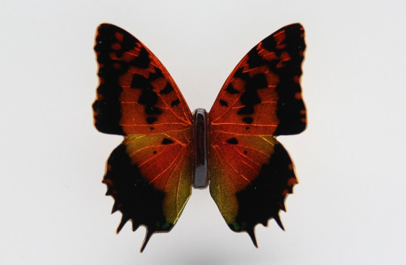 木製蝶々標本ブローチ「ウラギンオオフタオチョウ/charaxes andranodorus 」 4枚目の画像