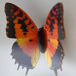 木製蝶々標本ブローチ「ウラギンオオフタオチョウ/charaxes andranodorus 」 7枚目の画像