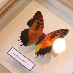 木製蝶々標本ブローチ「ウラギンオオフタオチョウ/charaxes andranodorus 」 9枚目の画像