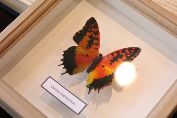 木製蝶々標本ブローチ「ウラギンオオフタオチョウ/charaxes andranodorus 」 9枚目の画像