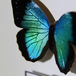 木製蝶々標本ブローチ「ヘレノールモルフォ/morpho helenor 」 11枚目の画像