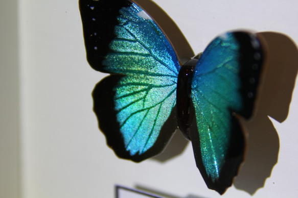 木製蝶々標本ブローチ「ヘレノールモルフォ/morpho helenor 」 11枚目の画像