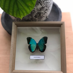 木製蝶々標本ブローチ「ヘレノールモルフォ/morpho helenor 」 2枚目の画像