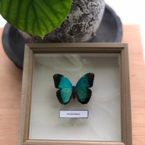 木製蝶々標本ブローチ「ヘレノールモルフォ/morpho helenor