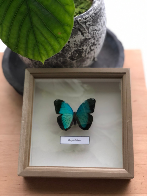 木製蝶々標本ブローチ「ヘレノールモルフォ/morpho helenor 」 2枚目の画像