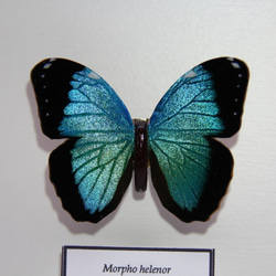 木製蝶々標本ブローチ「ヘレノールモルフォ/morpho helenor 」 3枚目の画像