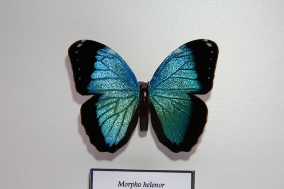 木製蝶々標本ブローチ「ヘレノールモルフォ/morpho helenor 」 3枚目の画像