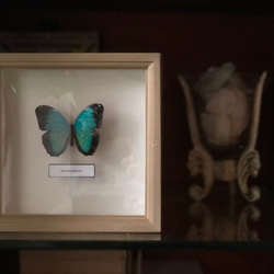 木製蝶々標本ブローチ「ヘレノールモルフォ/morpho helenor 」 5枚目の画像