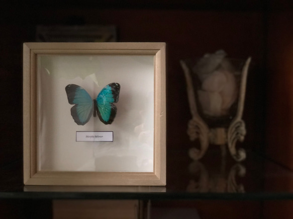 木製蝶々標本ブローチ「ヘレノールモルフォ/morpho helenor 」 5枚目の画像