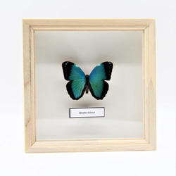 木製蝶々標本ブローチ「ヘレノールモルフォ/morpho helenor 」 6枚目の画像