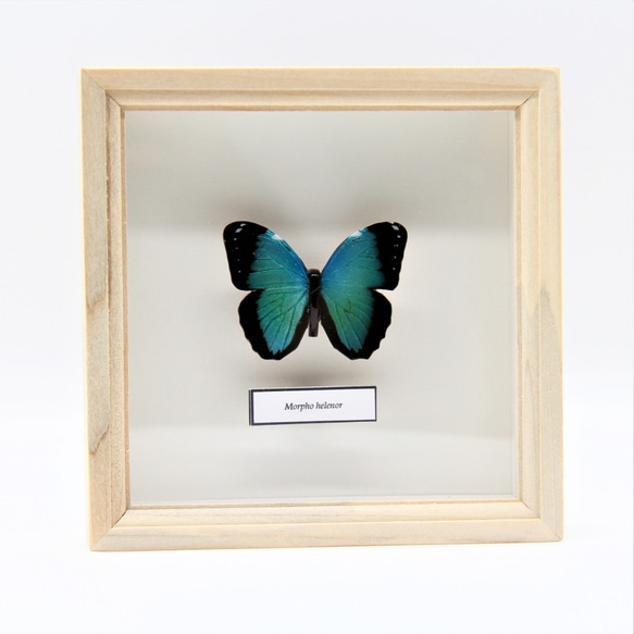 木製蝶々標本ブローチ「ヘレノールモルフォ/morpho helenor 」 6枚目の画像