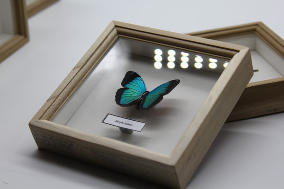 木製蝶々標本ブローチ「ヘレノールモルフォ/morpho helenor 」 7枚目の画像