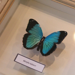 木製蝶々標本ブローチ「ヘレノールモルフォ/morpho helenor 」 8枚目の画像