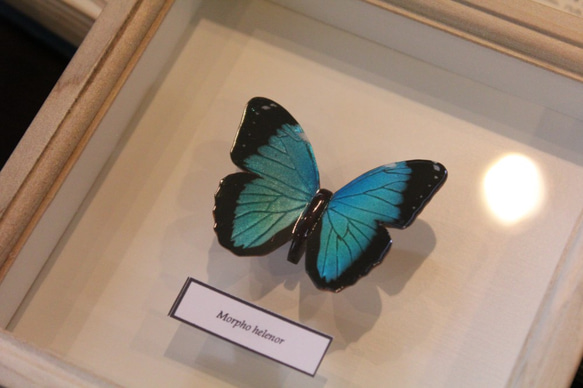 木製蝶々標本ブローチ「ヘレノールモルフォ/morpho helenor 」 8枚目の画像