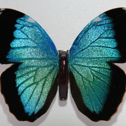 木製蝶々標本ブローチ「ヘレノールモルフォ/morpho helenor 」 9枚目の画像