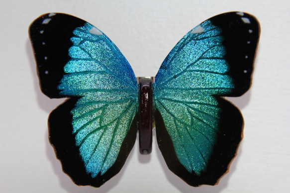 木製蝶々標本ブローチ「ヘレノールモルフォ/morpho helenor 」 9枚目の画像