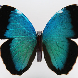 木製蝶々標本ブローチ「ヘレノールモルフォ/morpho helenor 」 10枚目の画像