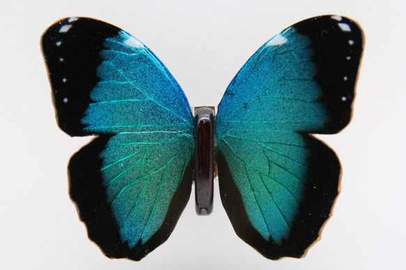 木製蝶々標本ブローチ「ヘレノールモルフォ/morpho helenor 」 10枚目の画像